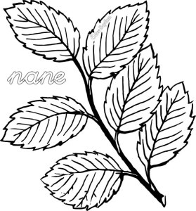 nane-kelimesi-boyama-03