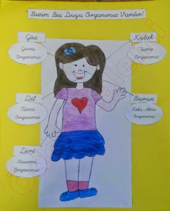 3-sinif-fen-bilimleri-dersi-bes-duyu-organimiz-performans-gorevi